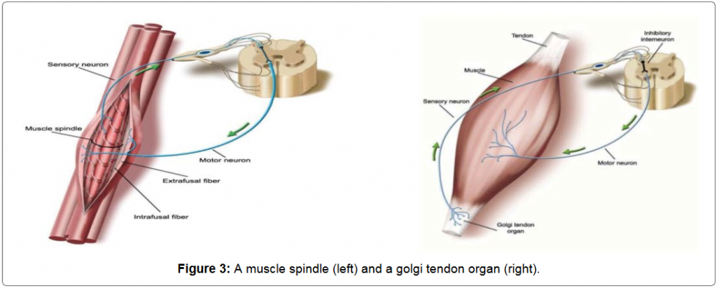 筋紡錘とゴルジ腱器官の解説図