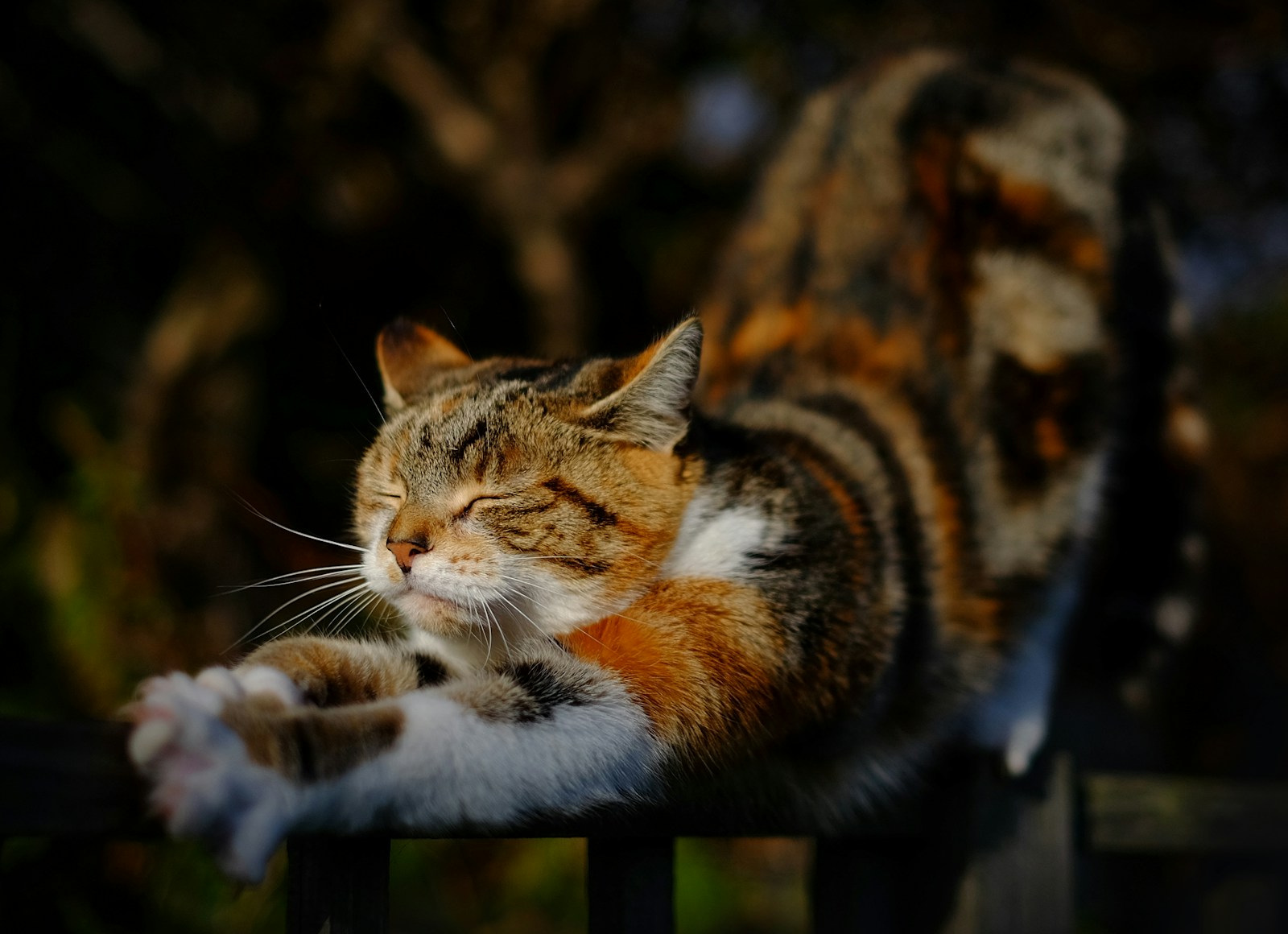 orange tabby cat stretching position on railing